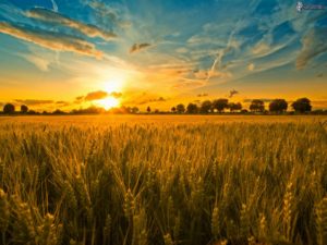 campo-di-grano-tramonto-nuvole-scia-di-condensazione-